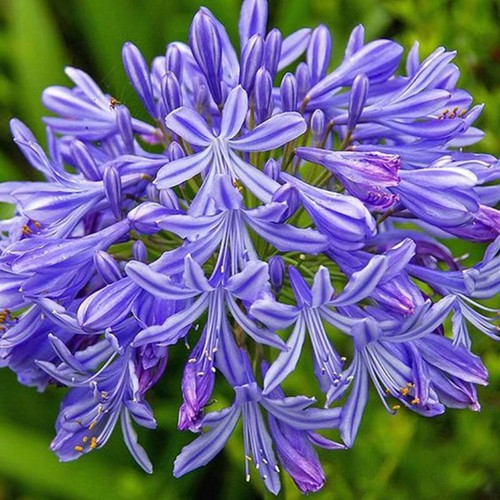 Agapanthus praecox large - agapanthus, praecox,