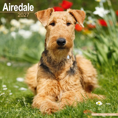 Airedale 2027 calendar - airedale,