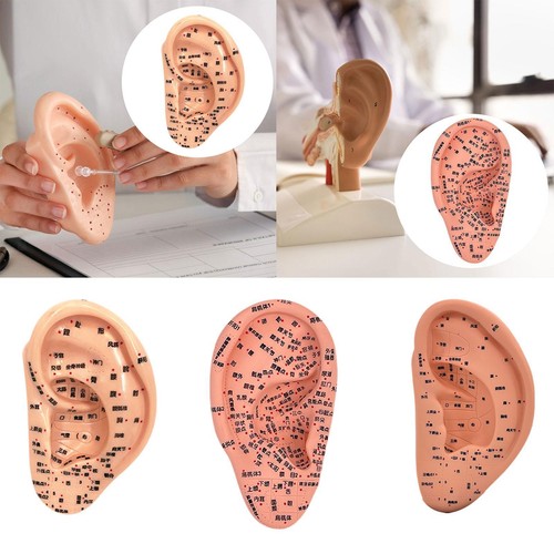 Ear acupuncture model - model, chinese