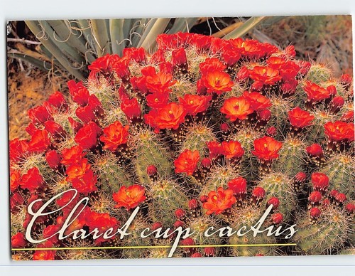Postcard claret cup cactus - claret,