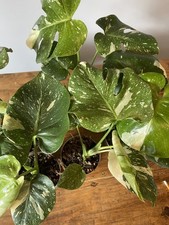 Monstera Thai Constellation |