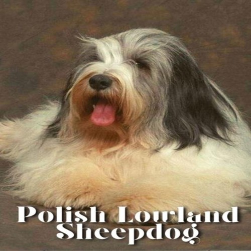Polish lowland sheepdog dog - lowland,
