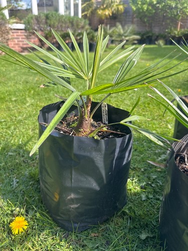 Trachycarpus fortunei - trachycarpus,