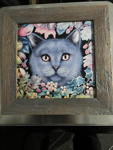 Russian blue british - blue, or