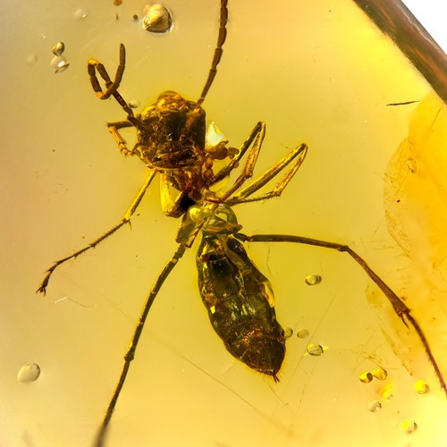 Ant burmese burmite - ant, in