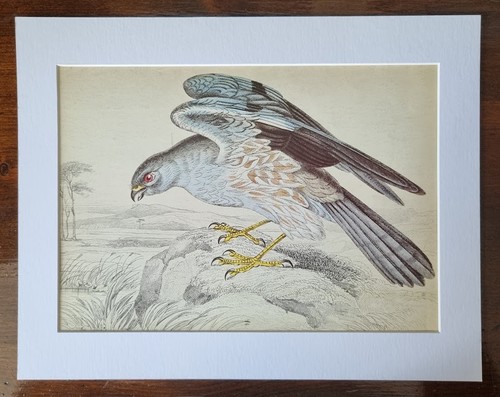 Antique mounted bird - antique,