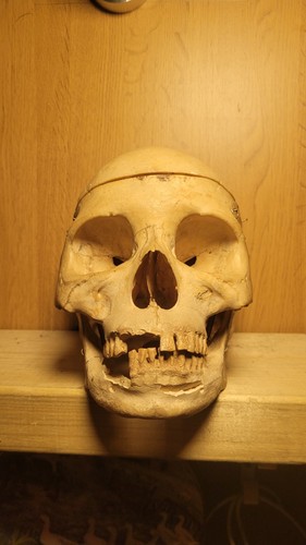 Human skull anatomical - , model