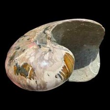 Huge polished fossil nautilus - fossil,