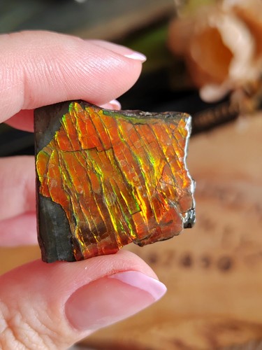 Rare ammolite specimen - rare,