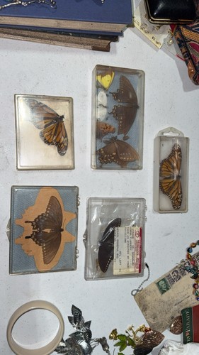 Vintage butterfly specimen lot - specimen,