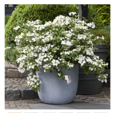 Hydrangea shrub runaway bride - shrub,