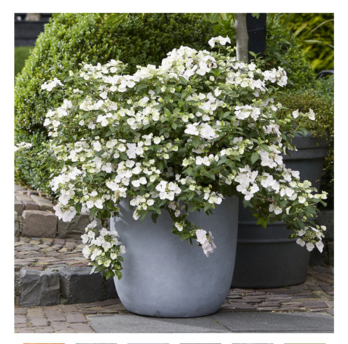 Hydrangea shrub runaway bride - hydrangea,