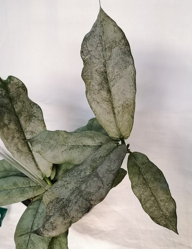 Hoya mitrata silver kapuas - hoya,