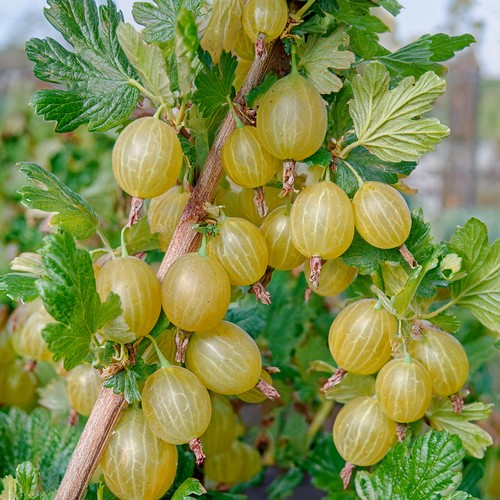 Gooseberry hinnonmaki green - gooseberry,