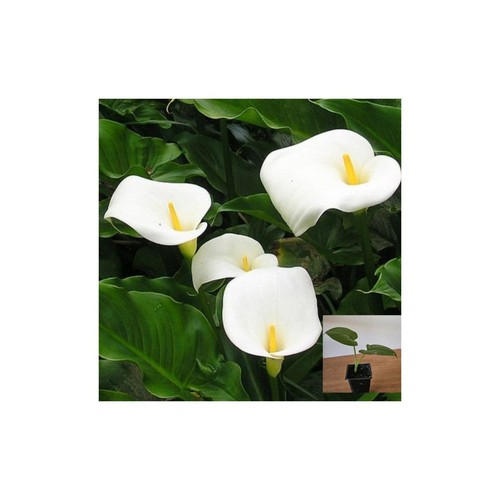 White calla lily - –, of