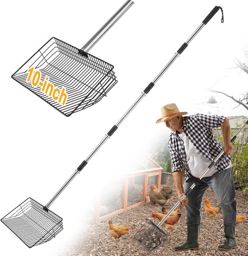 Inch large chicken poop - chicken,