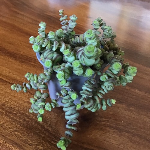 Crassula marinaria hottentot - crassula,