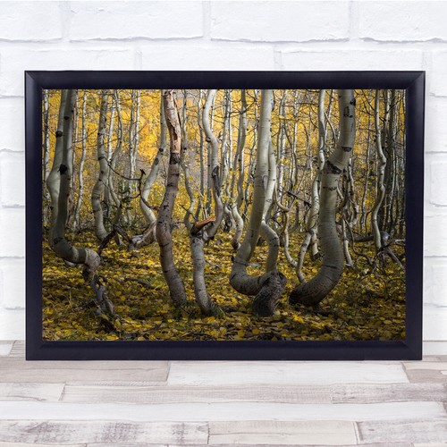 Aspens landscape yellow tree - aspens,