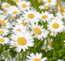 000x british wild - 10,000x, ox-eye