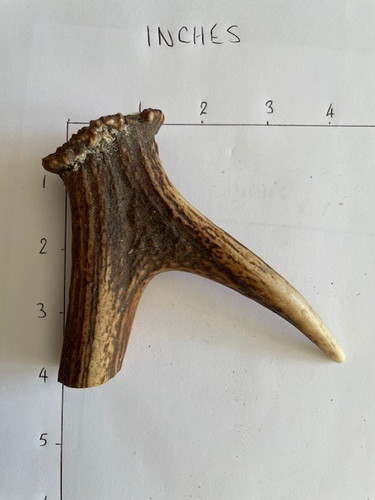 Stag antler coronet for - stag, a
