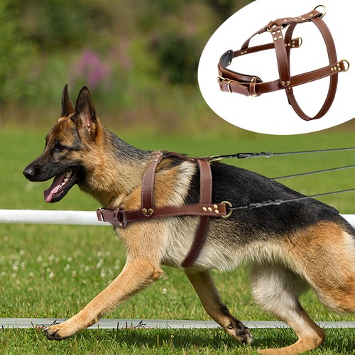 Pull genuine leather dog - genuine,