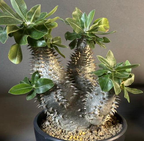 Crown width 13cm - , pachypodium