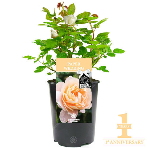 Special occasion wedding - special,
