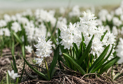 Puschkinia alba bulbs - 20,