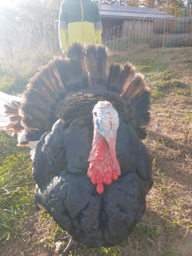 Eggs heritage black turkey - eggs-,