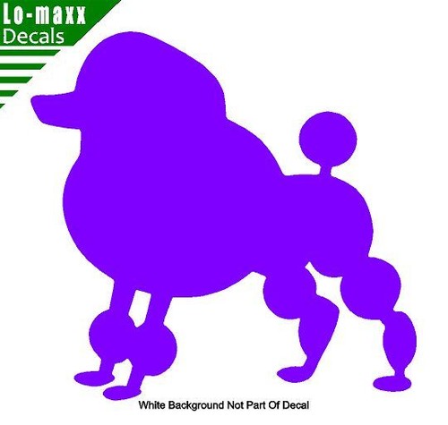 Poodle dog breed - poodle, sizes