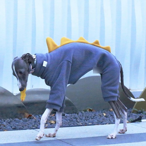 Winter dog coat polar - winter,