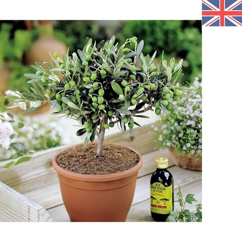 Beautiful indoor olive - indoor,