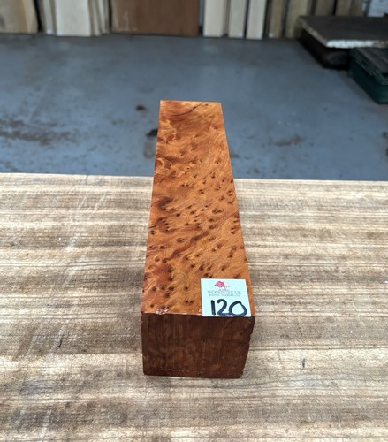 Thuya burr 3 - 1, 12”