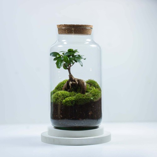 Terrarium ficus ginseng - ficus, large