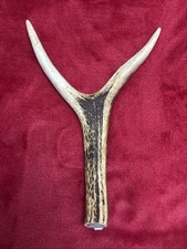 ONE PIECE OF DEER ANTLER, Y