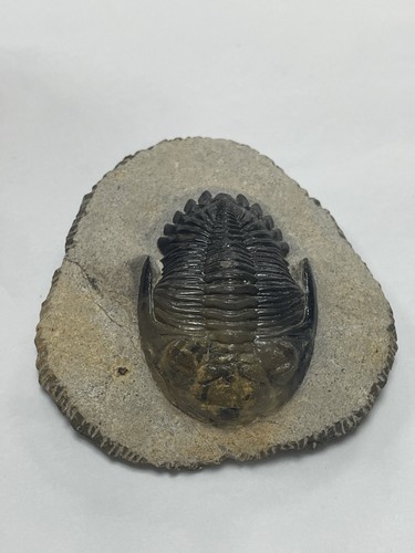 Hollardops trilobite fossil - hollardops,