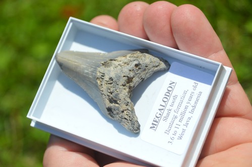 B59 wow genuine megalodon - wow,,