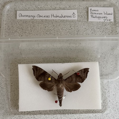 Entomology acosmeryx anceus - acosmeryx,