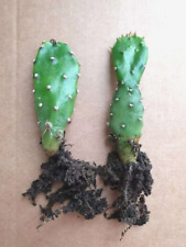 1x Indoor Cactus House Plant / Opuntia monacantha / around 4cm tall / unpotted