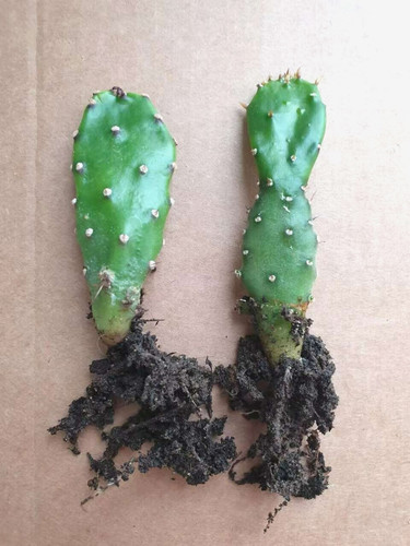 Indoor cactus house plant - 1x, /