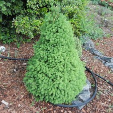 Picea glauca 'Conica' White