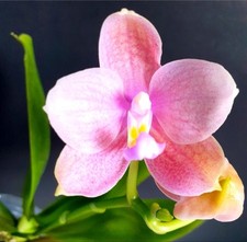 Rare Phalaenopsis Joy Spring Venus x Lioulin L Amber 'No. 1', very decorative 