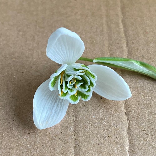 Galanthus titania greatorex - galanthus,