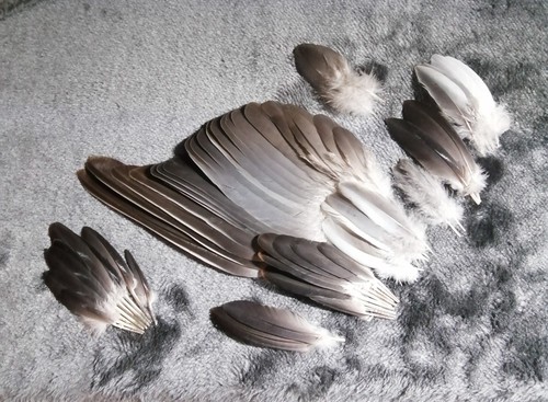 Wood pigeon wing feather set - , x