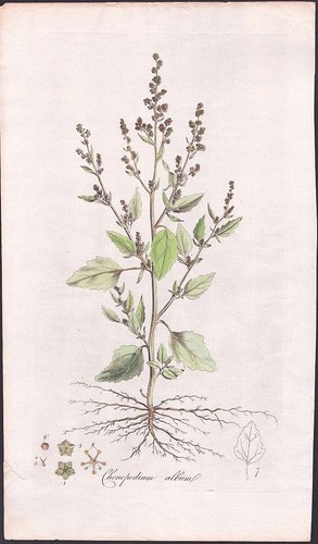 Antique botanical prints - botanical,