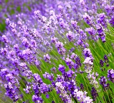 100x Lavender Fragrant Seeds