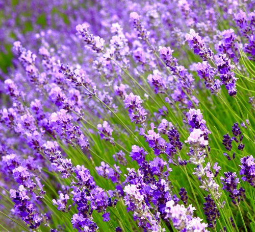 100x lavender fragrant seeds - lavender,