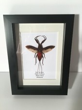 Red Toe Biter Water Scorpion