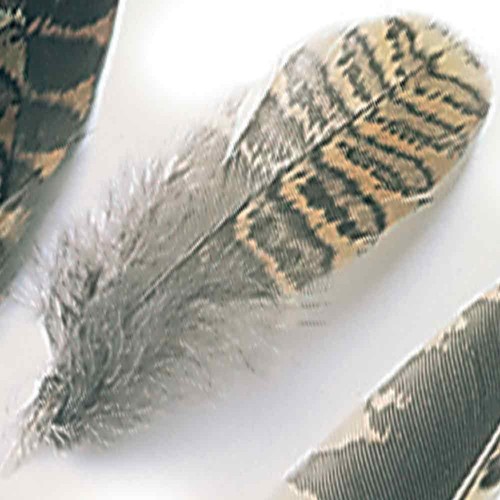 Woodcock hackle plumage - hackle, /