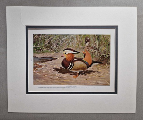 Harmsworth mandarin ducks - mandarin,